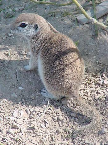 round-tailed ground squirrel